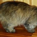 Подробнее об объявлении «Москва Найдена кошка отрадное/ул.олонецкая» Фото: найдена кошка  «Москва Найдена кошка отрадное/ул.олонецкая» в г. Москва