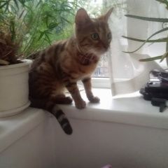 Подробнее об объявлении «Москва Найдена кошка» Фото: найдена кошка  «Москва Найдена кошка» в г. Москва