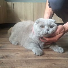 Подробнее об объявлении «Химки Найдена кошка ищем прежнего хозяина» Фото: найдена кошка Шотландская вислоухая «Химки Найдена кошка ищем прежнего хозяина» в г. Химки