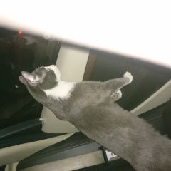 Подробнее об объявлении «Москва Найден кот» Фото: найдена кошка  «Москва Найден кот» в г. Москва