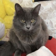 Подробнее об объявлении «Казань Найден кот серый кот с красным ошейником» Фото: найдена кошка  «Казань Найден кот серый кот с красным ошейником» в г. Казань