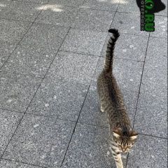 Подробнее об объявлении «Москва Найдена кошка» Фото: найдена кошка  «Москва Найдена кошка» в г. Москва