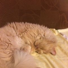 Подробнее об объявлении «Москва Найден кот» Фото: найдена кошка  «Москва Найден кот» в г. Москва