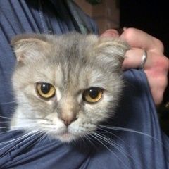 Подробнее об объявлении «Белгород Найдена кошка» Фото: найдена кошка Шотландская вислоухая «Белгород Найдена кошка» в г. Белгород