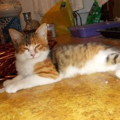 Подробнее об объявлении «Москва Найдена кошка трехцветный котенок девочка» Фото: найдена кошка  «Москва Найдена кошка трехцветный котенок девочка» в г. Москва