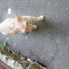 Подробнее об объявлении «Найдена кошка сфинкс Смоленск» Фото: найдена кошка Сфинкс «Найдена кошка сфинкс Смоленск» в г. Смоленск