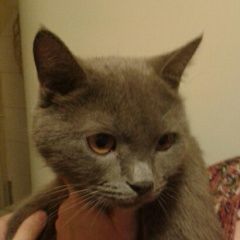 Подробнее об объявлении «Найдена кошка или кастрированный кот кошка. Нижний Новгород» Фото: найдена кошка  «Найдена кошка или кастрированный кот кошка....» в г. Нижний Новгород