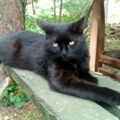 Подробнее об объявлении «Москва Найден кот, жулебино» Фото: найдена кошка  «Москва Найден кот, жулебино» в г. Москва