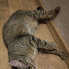 Подробнее об объявлении «Москва Найдена кошка в районе метро тульская» Фото: найдена кошка  «Москва Найдена кошка в районе метро тульская» в г. Москва