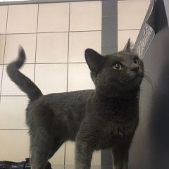 Подробнее об объявлении «Москва Найдена кошка около м. лубянка» Фото: найдена кошка  «Москва Найдена кошка около м. лубянка» в г. Москва