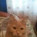 Подробнее об объявлении «Москва Найден кот рыжий кот в черном ошейнике» Фото: найдена кошка  «Москва Найден кот рыжий кот в черном ошейнике» в г. Москва
