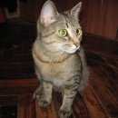 Подробнее об объявлении «Санкт-Петербург Найдена кошка» Фото: найдена кошка  «Санкт-Петербург Найдена кошка» в г. Санкт-Петербург