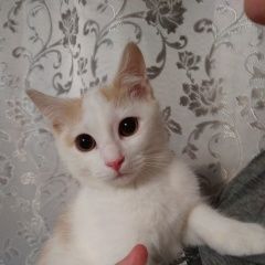 Подробнее об объявлении «Найдена кошка котик 3 месяца Зеленоград» Фото: найдена кошка  «Найдена кошка котик 3 месяца Зеленоград» в г. Зеленоград