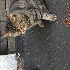 Подробнее об объявлении «Москва Найден кот» Фото: найдена кошка Британская короткошерстная «Москва Найден кот» в г. Москва