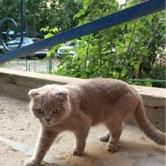 Подробнее об объявлении «Лобня Найдена кошка вислоухая молодая. город л» Фото: найдена кошка Шотландская вислоухая «Лобня Найдена кошка вислоухая молодая. город л» в г. Лобня