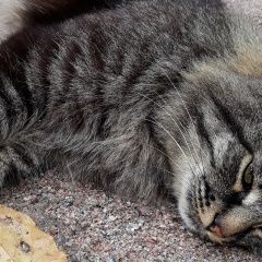 Подробнее об объявлении «Найден кот внимание всем   помогите   Красногорск» Фото: найдена кошка  «Найден кот внимание всем   помогите   Красногорск» в г. Красногорск