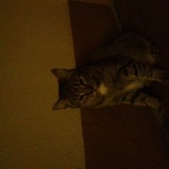 Подробнее об объявлении «Москва Найдена кошка» Фото: найдена кошка  «Москва Найдена кошка» в г. Москва