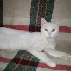 Подробнее об объявлении «Москва Найден кот» Фото: найдена кошка  «Москва Найден кот» в г. Москва