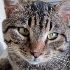 Подробнее об объявлении «Мытищи Найден кот 2 марта утром» Фото: найдена кошка  «Мытищи Найден кот 2 марта утром» в г. Мытищи