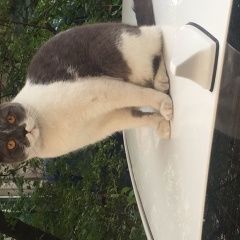 Подробнее об объявлении «Москва Найдена кошка» Фото: найдена кошка Британская короткошерстная «Москва Найдена кошка» в г. Москва