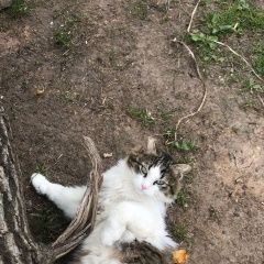 Подробнее об объявлении «Москва Найден кот р-н ботанического сада» Фото: найдена кошка  «Москва Найден кот р-н ботанического сада» в г. Москва