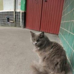 Подробнее об объявлении «Москва Найдена кошка тушино, кот» Фото: найдена кошка  «Москва Найдена кошка тушино, кот» в г. Москва