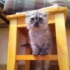 Подробнее об объявлении «Москва Найдена кошка близкий метис шотландской вислоухой кошк» Фото: найдена кошка >  Скоттиш фолд (шотландская вислоухая) и  скоттиш страйт «Москва Найдена кошка близкий метис шотландской...» в г. Москва