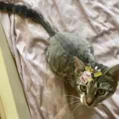 Подробнее об объявлении «Москва Найдена кошка ищет новых хозяев» Фото: найдена кошка  «Москва Найдена кошка ищет новых хозяев» в г. Москва