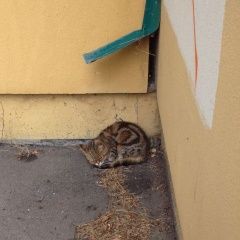 Подробнее об объявлении «Москва Найдена кошка шотландская» Фото: найдена кошка Шотландская вислоухая «Москва Найдена кошка шотландская» в г. Москва