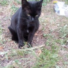 Подробнее об объявлении «Москва Найдена кошка чёрная молодая кошечка ждёт хозяина(ку)» Фото: найдена кошка  «Москва Найдена кошка чёрная молодая кошечка...» в г. Москва