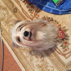 Подробнее об объявлении «Найдена кошка Оренбург» Фото: найдена кошка  «Найдена кошка Оренбург» в г. Оренбург