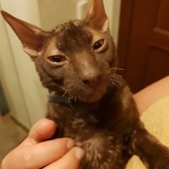 Подробнее об объявлении «Одинцово Найден кот молодой кот ориентал в районе 1ус» Фото: найдена кошка  «Одинцово Найден кот молодой кот ориентал в...» в г. Одинцово