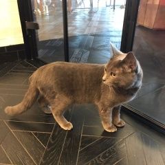 Подробнее об объявлении «Москва Найден кот» Фото: найдена кошка Русская голубая «Москва Найден кот» в г. Москва