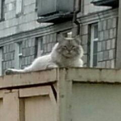 Подробнее об объявлении «Новосибирск Найден кот пушистый» Фото: найдена кошка Невская маскарадная «Новосибирск Найден кот пушистый» в г. Новосибирск
