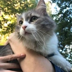 Подробнее об объявлении «Москва Найден кот мария» Фото: найдена кошка  «Москва Найден кот мария» в г. Москва