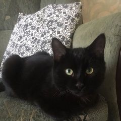Подробнее об объявлении «Найден кот чёрный кот Королев» Фото: найдена кошка  «Найден кот чёрный кот Королев» в г. Королев