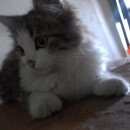 Подробнее об объявлении «Иваново Найдена кошка» Фото: найдена кошка  «Иваново Найдена кошка» в г. Иваново