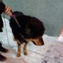 Подробнее об объявлении «Найдена собака кобель тибетский мастиф, с цепью Нижний Новгород» Фото: найдена собака Тибетский мастифф «Найдена собака кобель тибетский мастиф, с цепью...» в г. Нижний Новгород