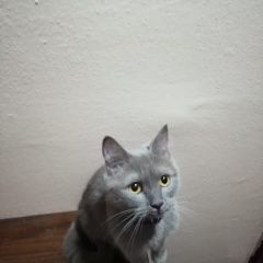 Подробнее об объявлении «Москва Найдена кошка белый бант на черном ошейнике» Фото: найдена кошка  «Москва Найдена кошка белый бант на черном ошейнике» в г. Москва