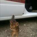 Подробнее об объявлении «Новосибирск Найден кот» Фото: найдена кошка Абиссинская «Новосибирск Найден кот» в г. Новосибирск