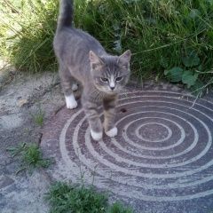 Подробнее об объявлении «Сургут Найдена кошка кошечка» Фото: найдена кошка  «Сургут Найдена кошка кошечка» в г. Сургут