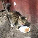 Подробнее об объявлении «Москва Найдена кошка молодая, пушистая и ласковая красавица» Фото: найдена кошка  «Москва Найдена кошка молодая, пушистая и...» в г. Москва