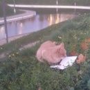 Подробнее об объявлении «Москва Найдена кошка рыжая кошка» Фото: найдена кошка  «Москва Найдена кошка рыжая кошка» в г. Москва