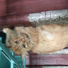 Подробнее об объявлении «Москва Найдена кошка» Фото: найдена кошка  «Москва Найдена кошка» в г. Москва
