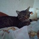 Подробнее об объявлении «Москва Найдена кошка домашняя кошка.хорошево-мневники» Фото: найдена кошка  «Москва Найдена кошка домашняя...» в г. Москва