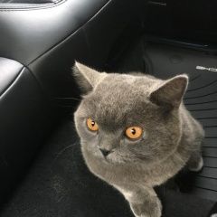 Подробнее об объявлении «Одинцово Найдена кошка» Фото: найдена кошка Британская короткошерстная «Одинцово Найдена кошка» в г. Одинцово
