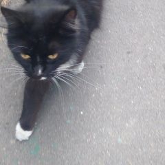 Подробнее об объявлении «Москва Найдена кошка кот» Фото: найдена кошка  «Москва Найдена кошка кот» в г. Москва