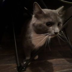 Подробнее об объявлении «Москва Найден кот сао, левобережный» Фото: найдена кошка  «Москва Найден кот сао, левобережный» в г. Москва