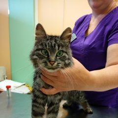 Подробнее об объявлении «Москва Найдена кошка 16.08.18 на киевском шоссе» Фото: найдена кошка  «Москва Найдена кошка 16.08.18 на киевском шоссе» в г. Москва