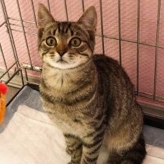 Подробнее об объявлении «Москва Найден кот мальчик 4 месяца в ботаническом саду» Фото: найдена кошка  «Москва Найден кот мальчик 4 месяца в...» в г. Москва